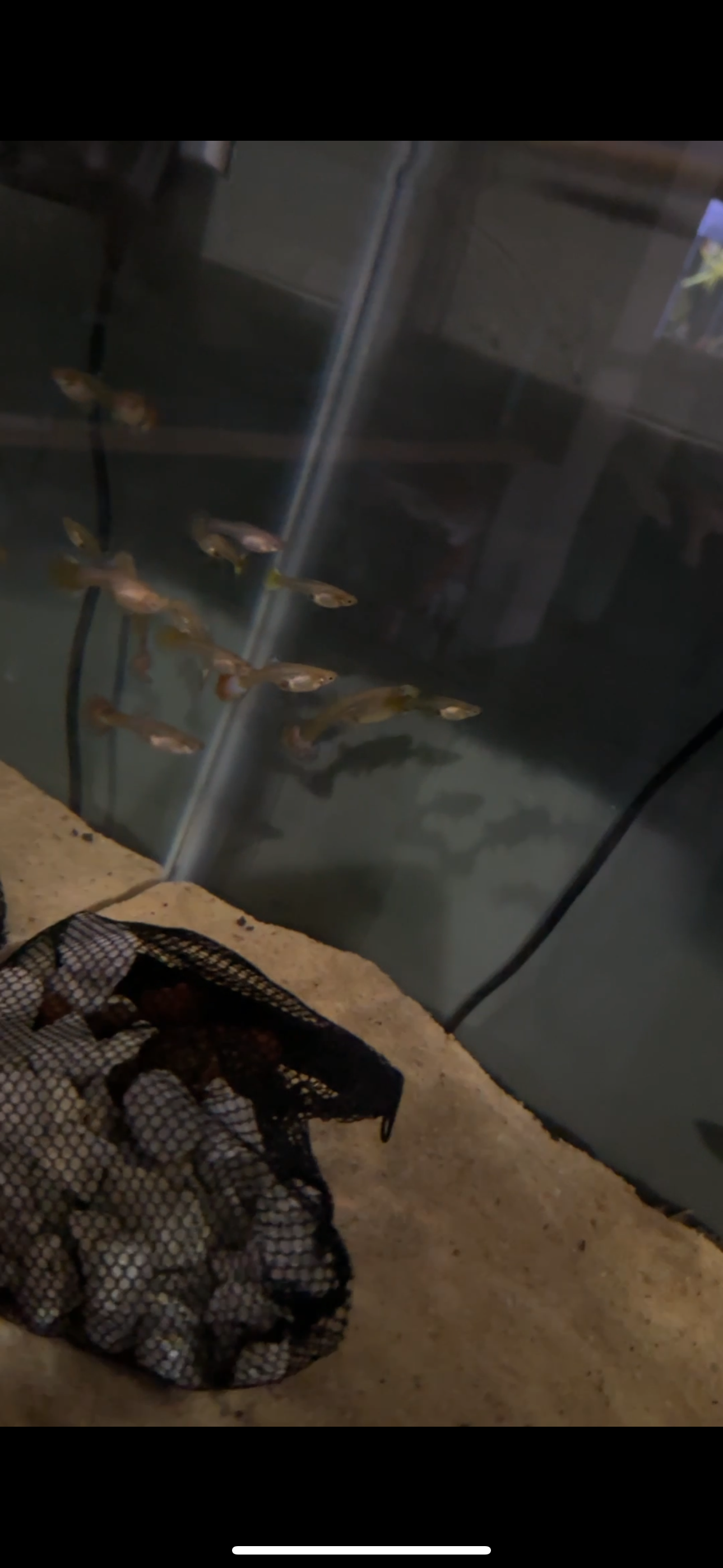 Yellow Dragon guppy trio