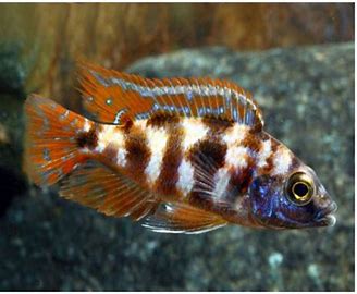 VC-10 Cichlid
