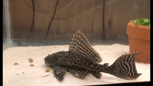 XL common pleco