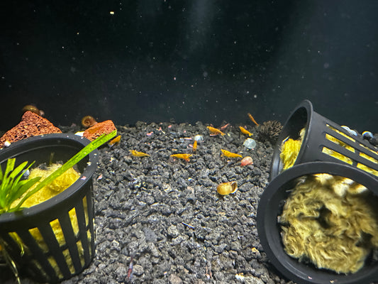 Breeder pack yellow shrimp