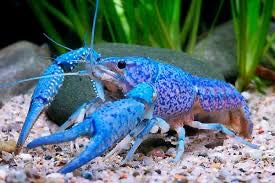 Electric blue crayfish