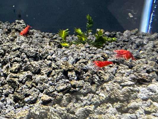 cherry shrimp