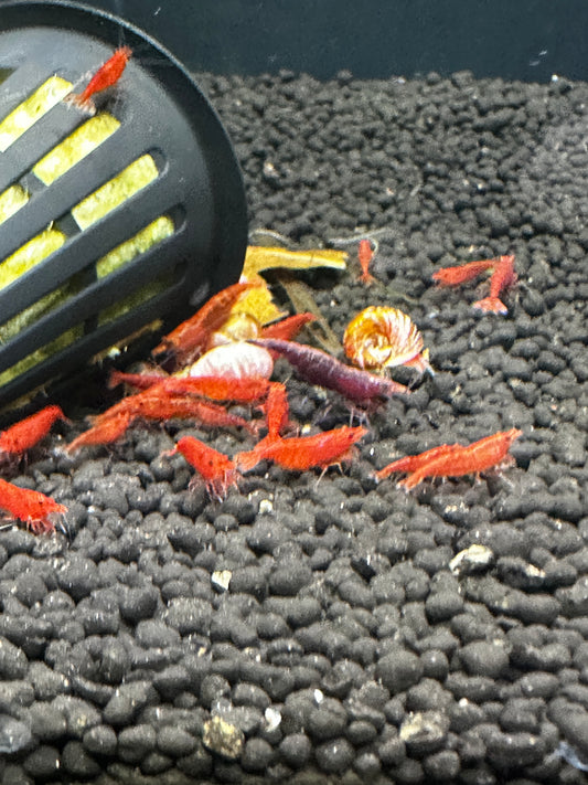 Breeder pack cherry shrimp