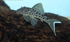 L215 Silver Tapajo Pleco