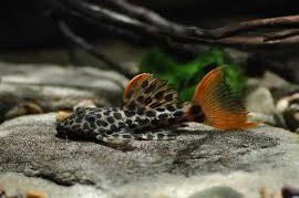 L114 Redtail Sternella Pleco