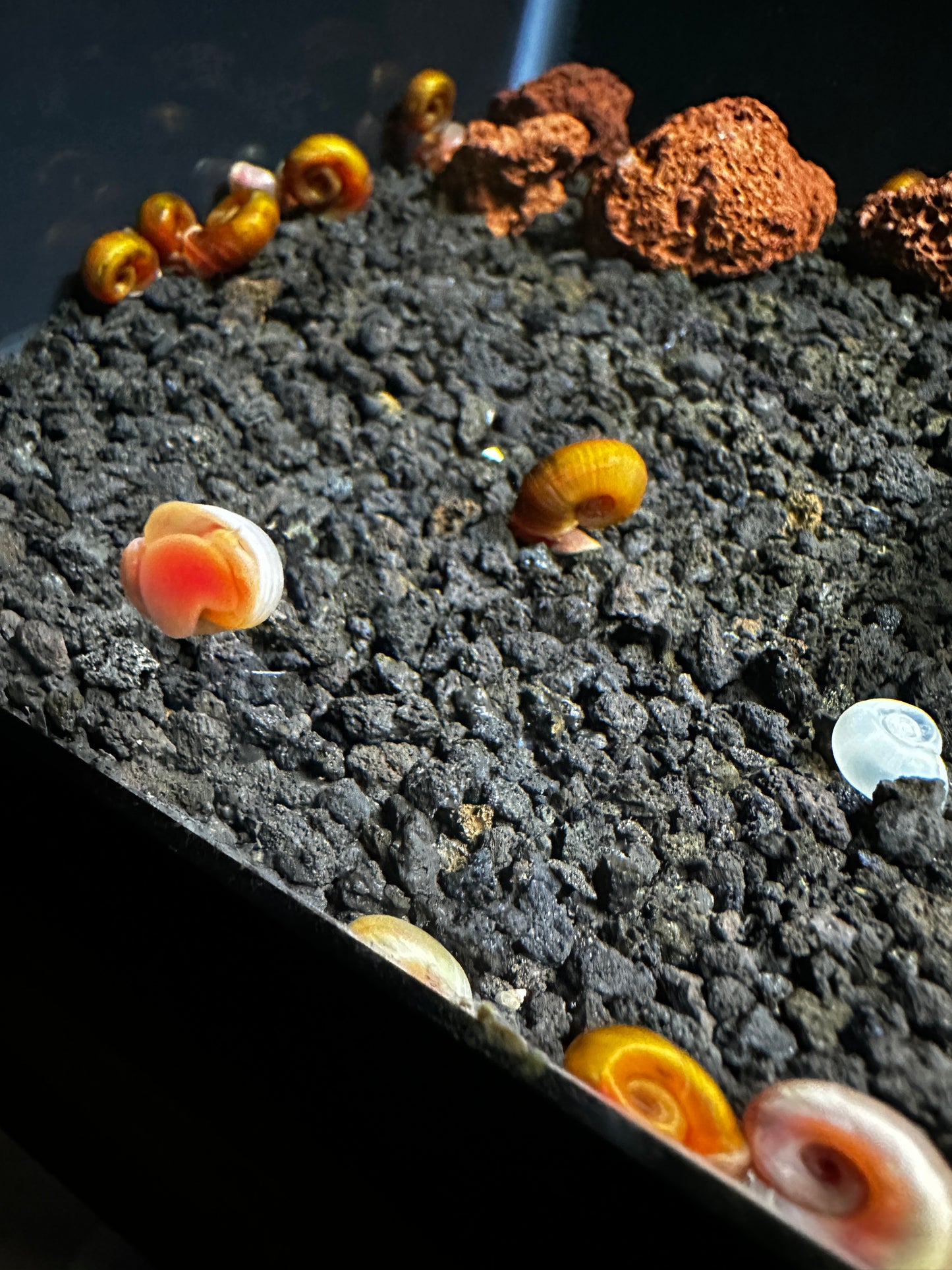 Assorted Ramhorn snails