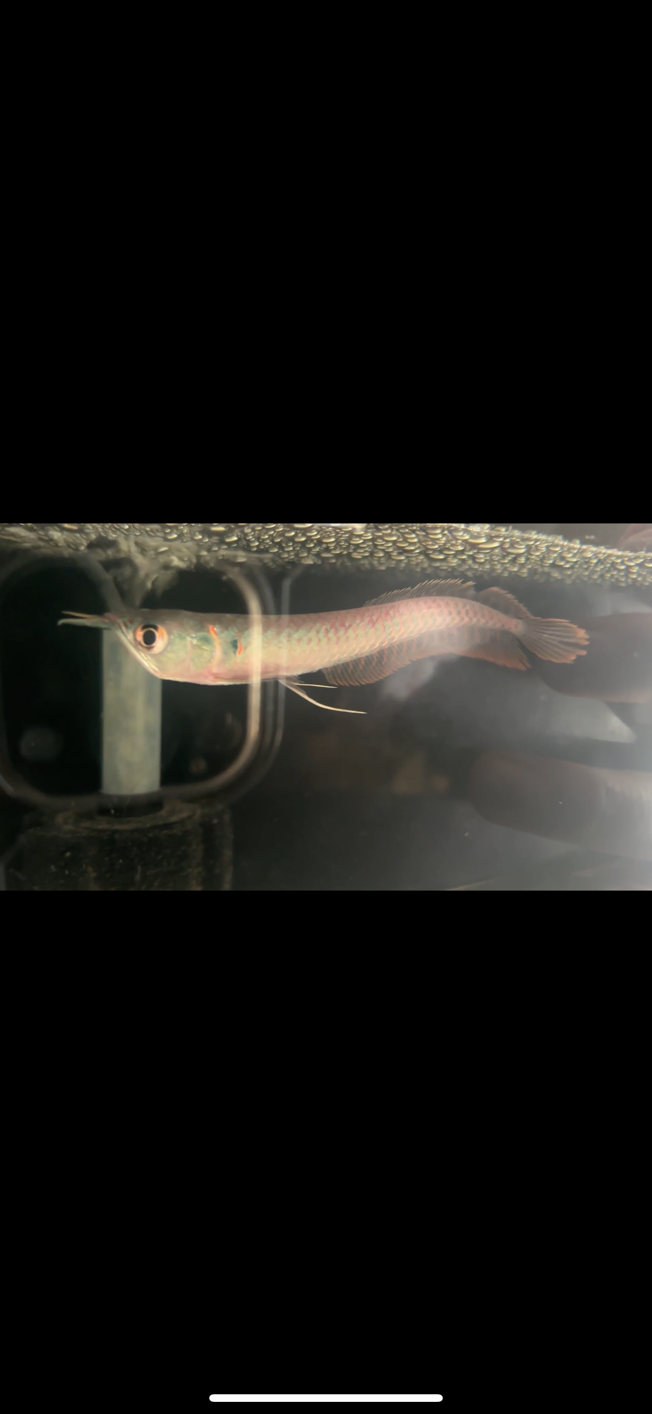 Silver straberry Arowana