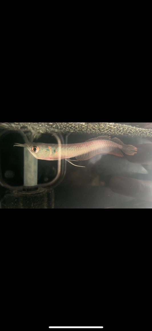 Silver straberry Arowana