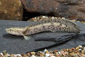 Saddled Bichir