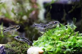 Pygmy cory