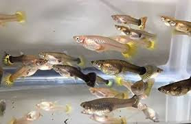 Assorted Female guppy