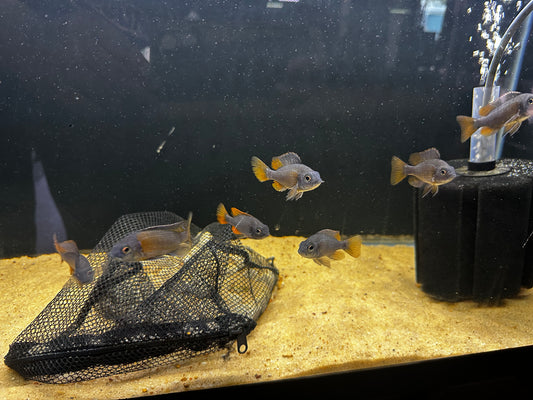 Red fin borleyi cichlid pack