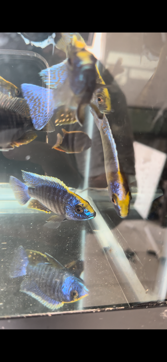 Yellow Blaze Cichlid