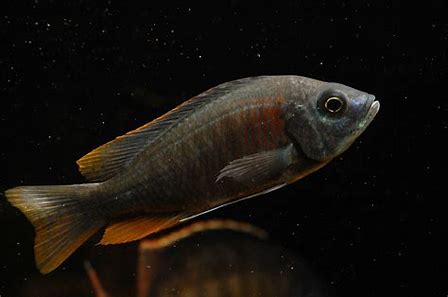 Redfin Borleyi Cichlid