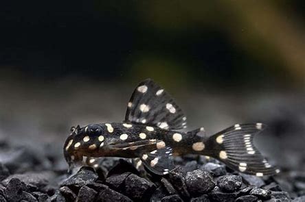 Bola de nieve Pleco L102