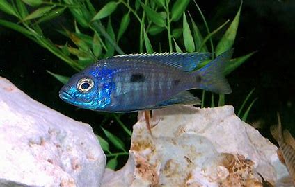 Azureus Cichlid