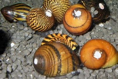 Caracoles Nerite Surtidos