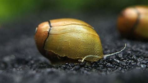 Olive Nerite Snails