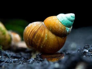 Japanese Trapdoor Snails