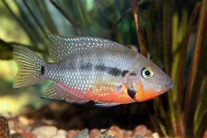 Firemouth Cichlid