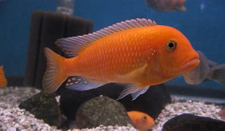 Red Zebra Cichlid – Sage Aquatic