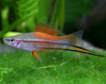 Neon Swordtails