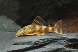 Lemon Fin Pleco L305